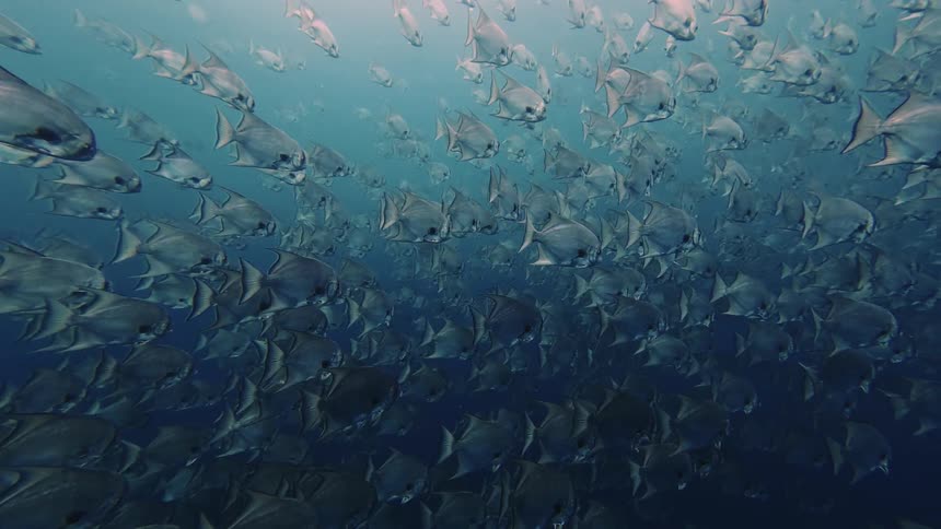 A massive school of silver spadefish swims in a dense synchronized formation through deep blue water sunlight filters from above catching their metallic scales as they glide together in a steady current