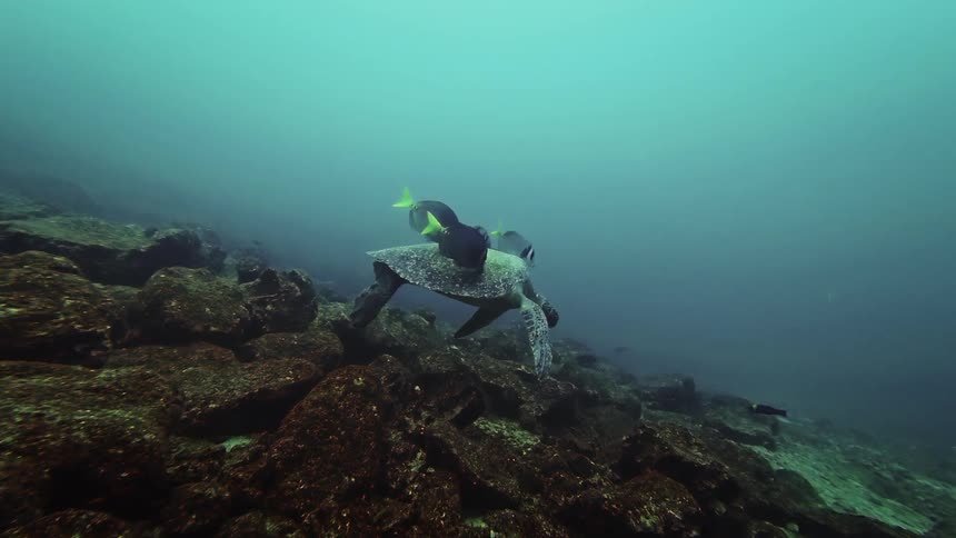 Fish are swimming around the moving sea turtle