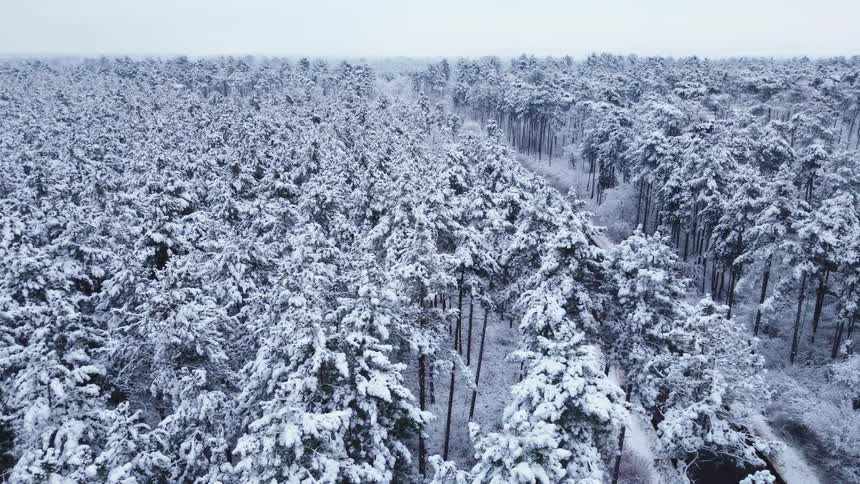 Aerial view of dense snowcovered forest with a winding road