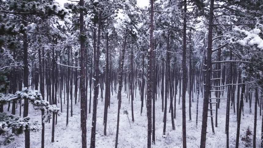 Trees covered in snow and ice on a forest outdoors during day time