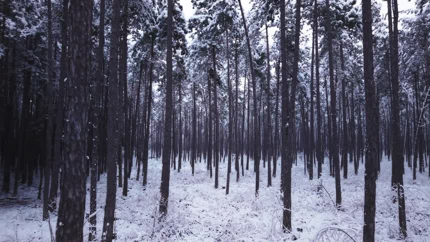 A dense pine forest blanketed in winter snow