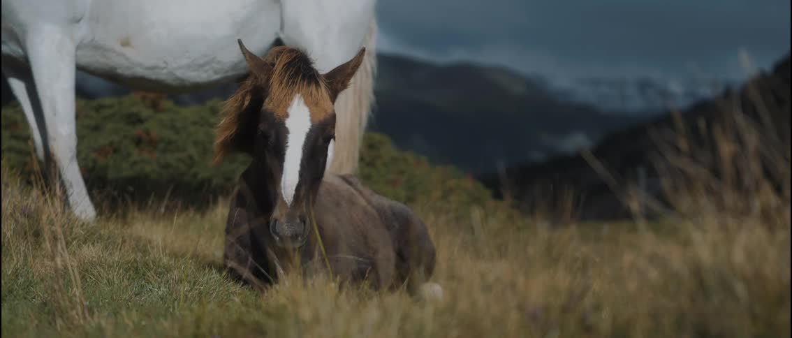 Horses relaxing on a mountain as grass moves in the breeze