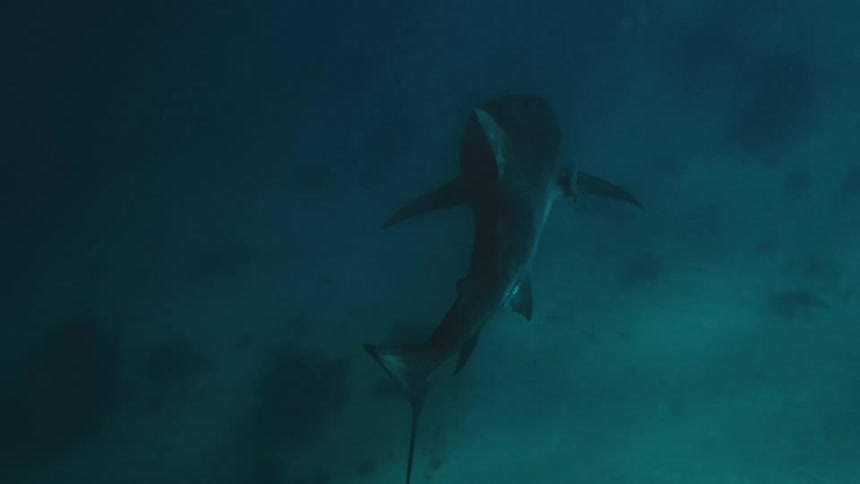 A large shark likely a tiger shark swims steadily through dark murky blue waters over a sandy seabed the camera follows from behind as the sharks tail moves rhythmically disappearing slowly into the deep shadows