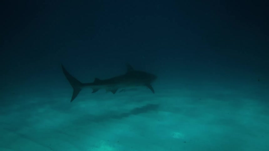 Shark swims over sandy seabed in underwater environment