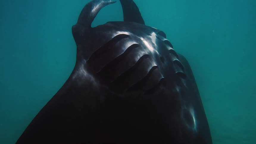 A manta ray swimming in the ocean