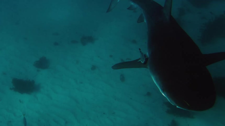 Shark with her baby on her fin as she swims among small fish over the seabed