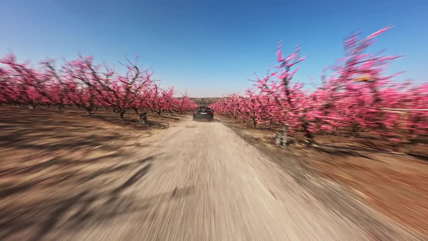 Car driving on a dust road surrounded by cherry trees covered in pink flowers with hills on the background outdoors during day time