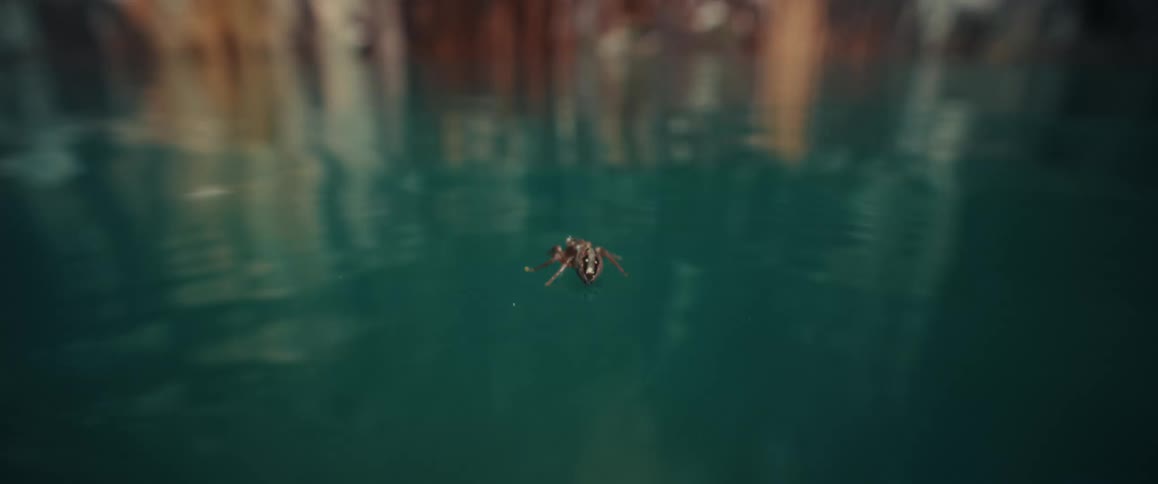 A bug sitting on top of some water