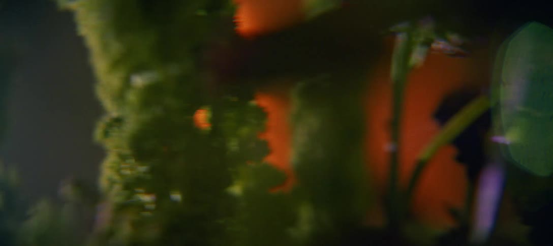 A series of abstract dreamlike shots of plants and flowers captured with heavy lens flares and soft focusthe visual style is characterized by warm amber lighting and cinematic light leaks that create a nostalgic or ethereal atmosphere