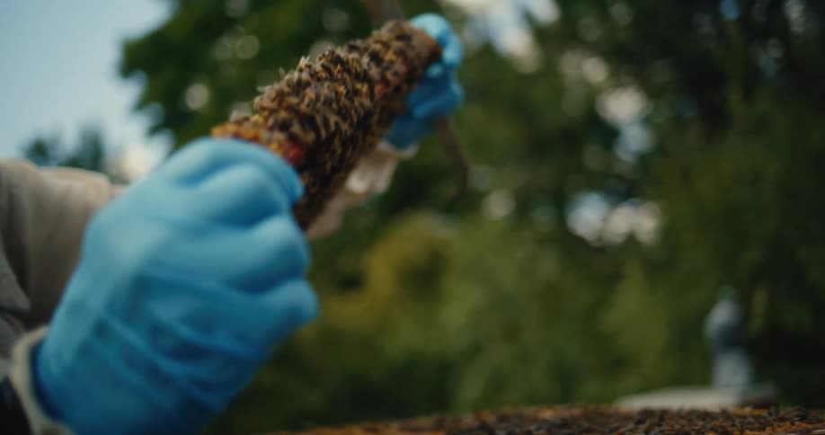 Beekeeper holding hive frame covered with bees