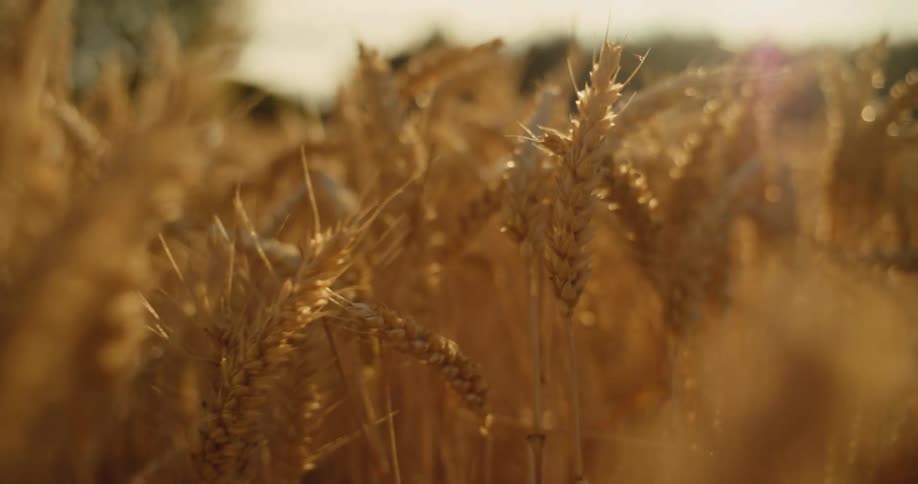 Golden wheat stalks sway in a field during a sunset with bright light creating a warm glow and lens flares across the scene