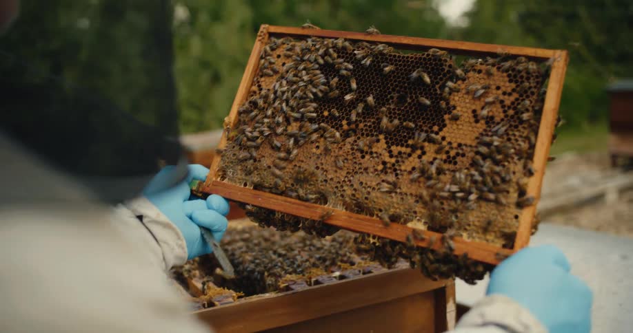 Bee keeper holds a honeycomb covered with bees