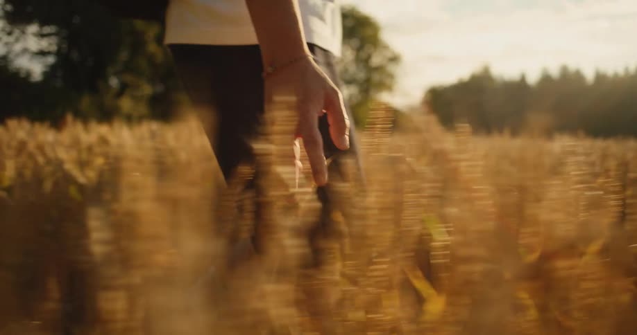 The man touches the crops as he walks on the farm