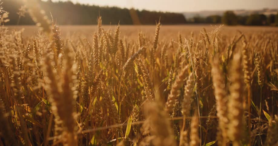Golden wheat spikes in a field under evening light