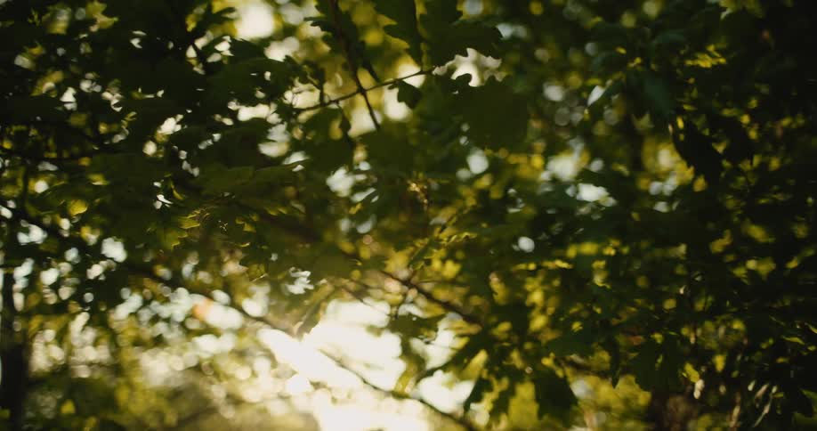 The sun shines in through the tree branches