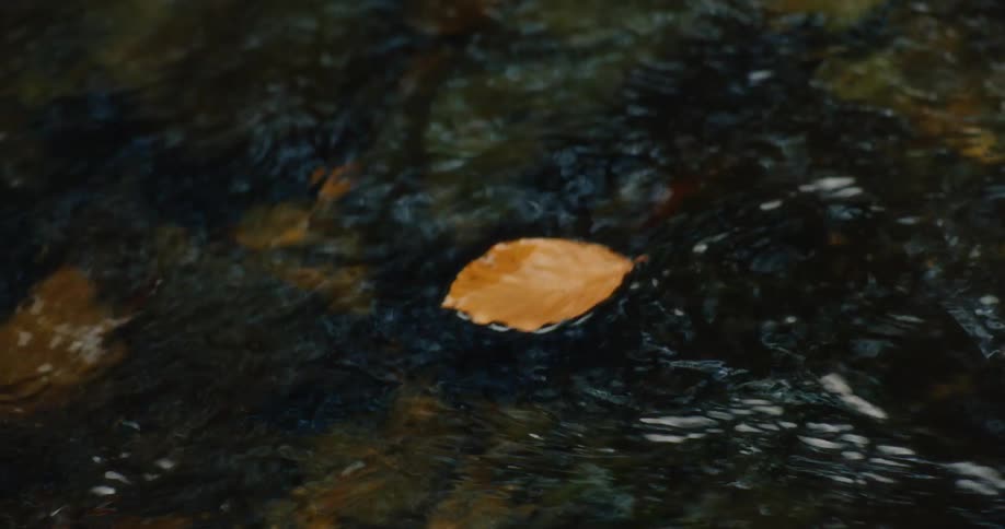 The leaf floats along the stream