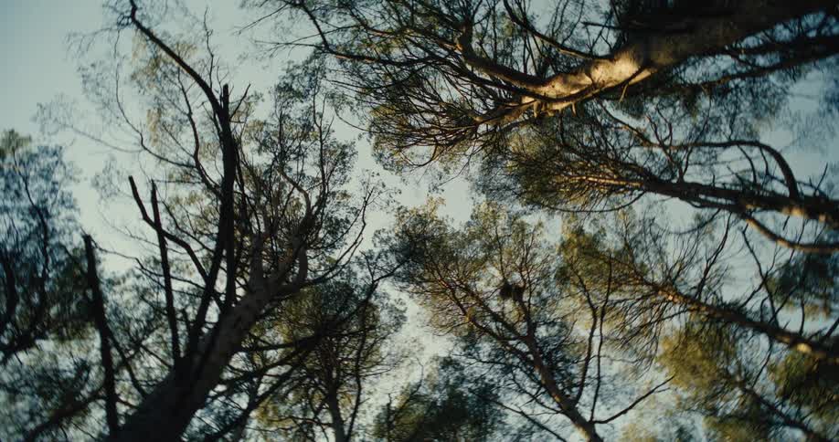 View looking up at trees in the forest