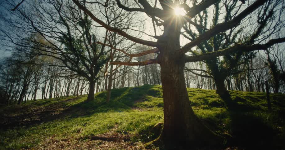 Tree in forest lit by sunburst in background