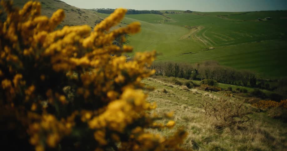 Green hills with yellow bush in foreground