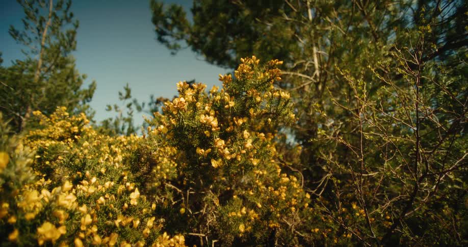 Trees with some flowers on it on a sunny day
