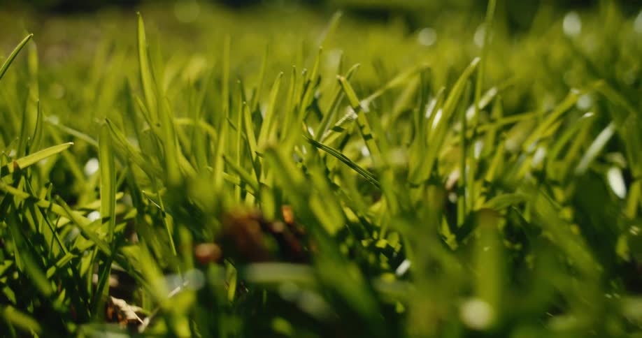 Sunlight filters through a lush patch of green grass highlighting the individual blades as they sway gently the closeup perspective captures the natural texture and vibrant color of the field during a bright day