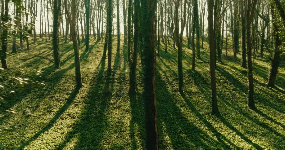 Trees in a forest