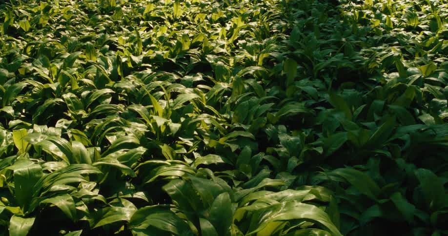 Dense green plants covering the ground in an open area