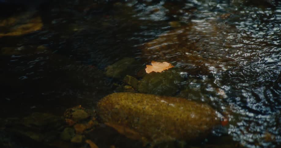 Brown leaf floating in shallow clear stream
