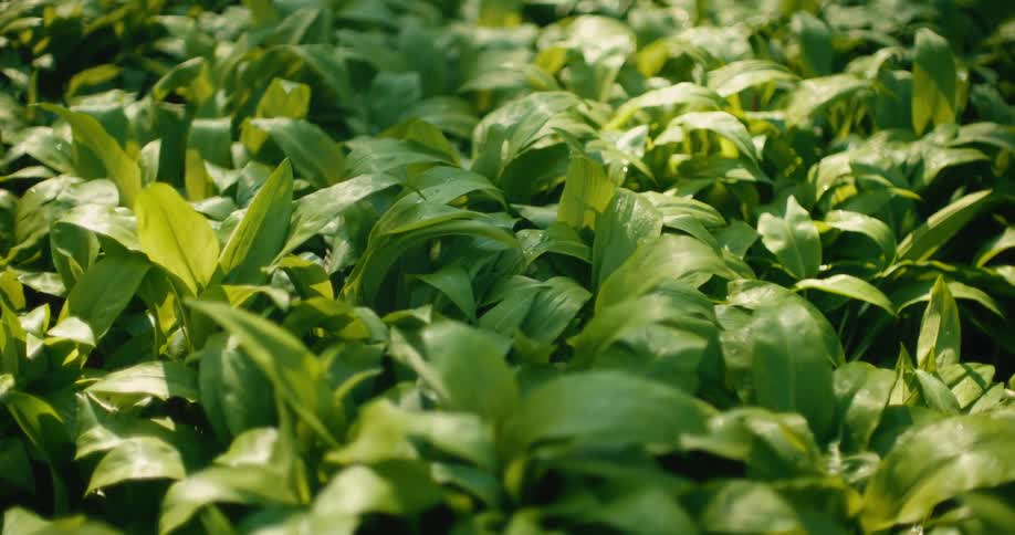 This video shows a dense patch of broad green leaves basking in bright dappled sunlighta gentle breeze ripples through the foliage creating a subtle shimmering movement across the forest floor