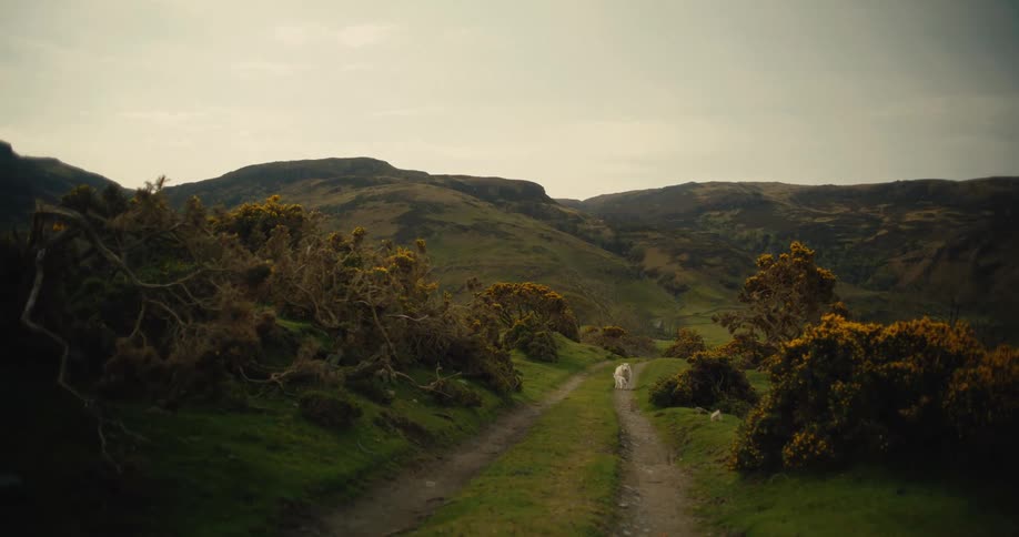 A white dog walks away down a narrow dirt path that cuts through a vast green valley surrounded by rolling hills and yellow flowering bushes under a grey sky