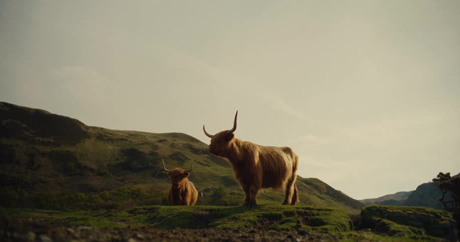 Two horned cattle on a green hill at dusk
