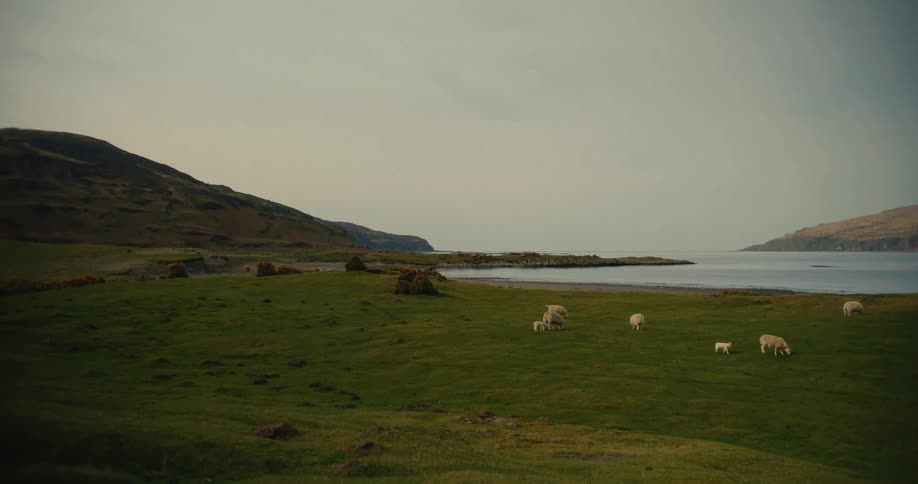 Flock of sheep grazing outdoors next to a body of water with hills on the background