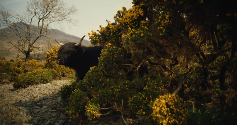 Wild animal with horns among trees and a natural environment