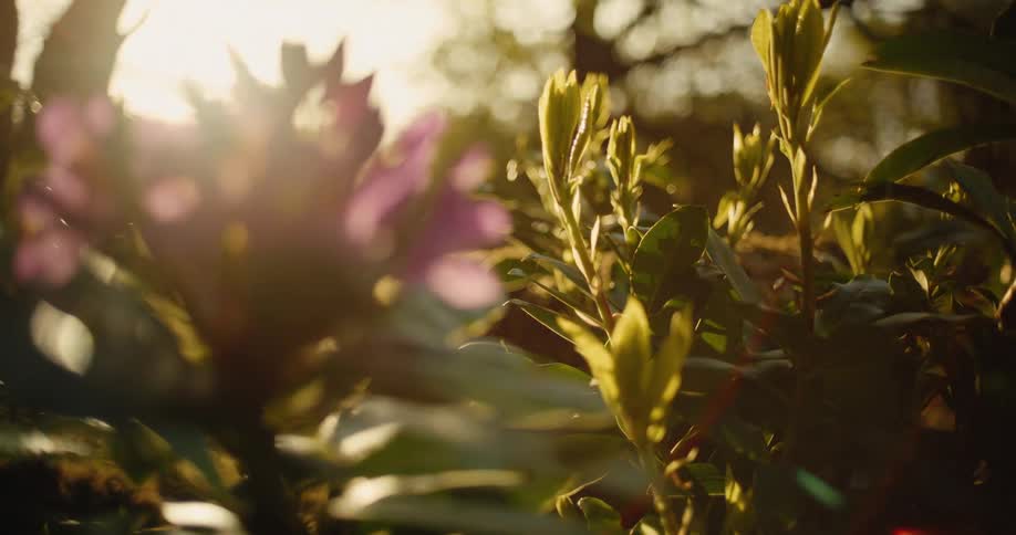 Flowering plants bathed by sunlight outdoors during dusk or dawn