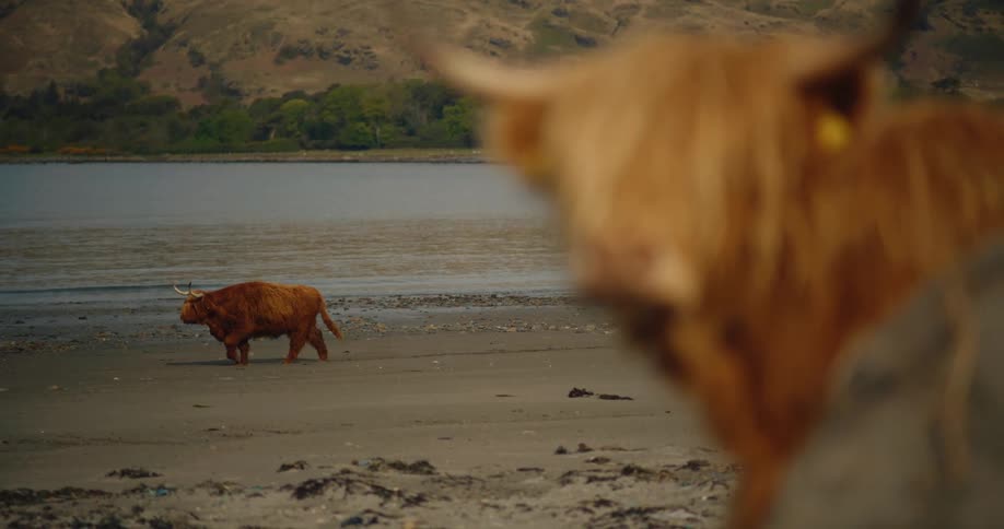 A highland cow with shaggy brown fur walks across a sandy beach next to a body of water in the foreground the blurred head and horns of another cow are visible creating a sense of depth against the background hills