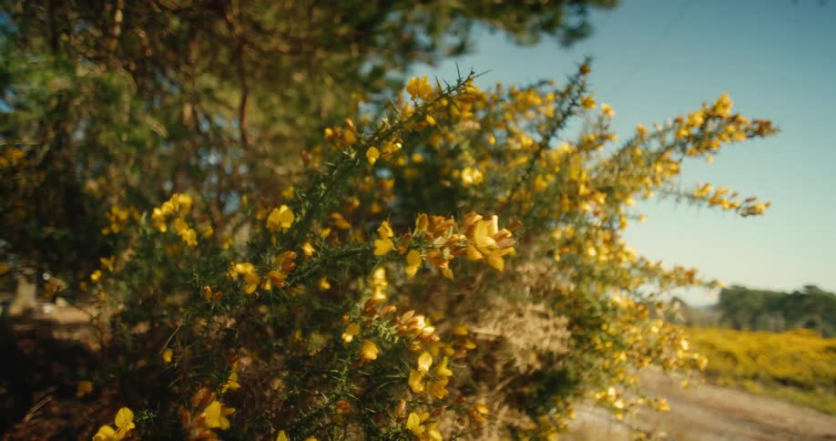A close view of yellow gorse flowers blooming on prickly green branches in the sunlight with a dirt path and a forest visible in the background