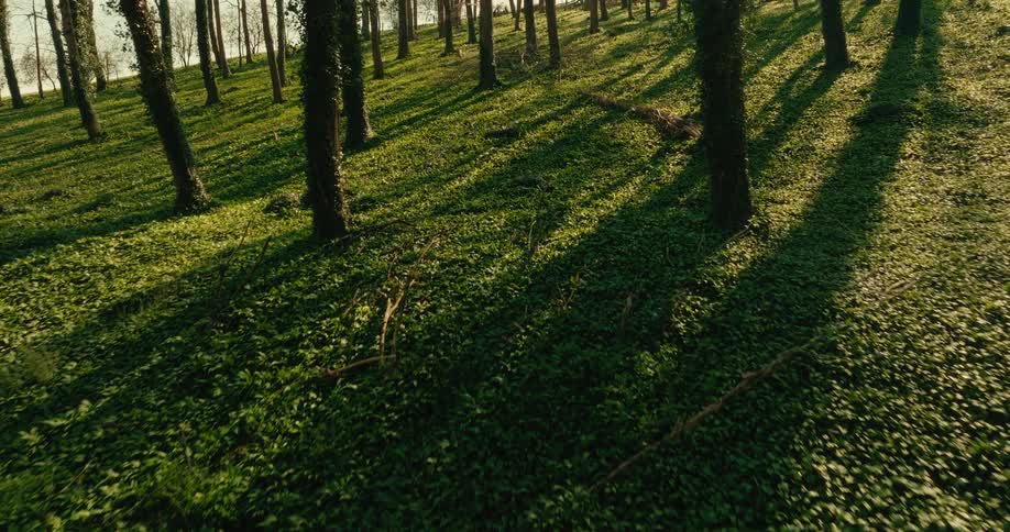 A sunlit forest showing a ground covered in green ivy and plants