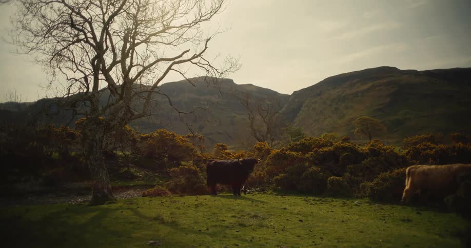 Two highland cows walk across a grassy field past a bare tree with rolling hills and a bright sky in the background during late afternoon