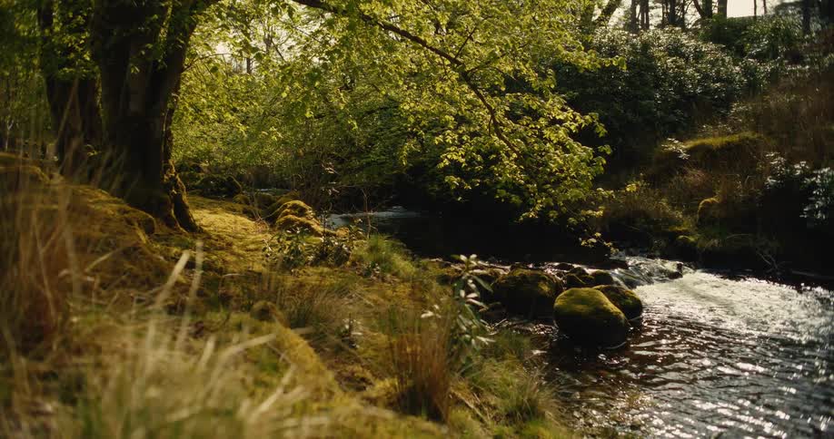 The video captures a shallow stream flowing over mosscovered rocks in a sunlit woodland area bright green leaves and golden grass frame the water creating a tranquil and warm atmosphere