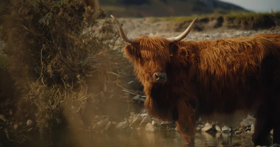 The ox is standing in the pond
