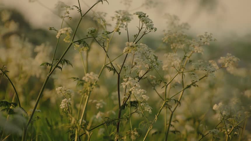 The video shows a closeup slightly lowangle view of white wildflowers likely cow parsley swaying gently in a field the scene is bathed in the warm golden light of a late afternoon or sunset creating a soft and peaceful atmosphere