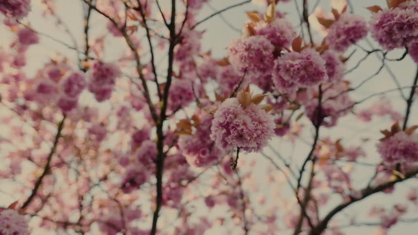 A tree with some pink flowers growing on it