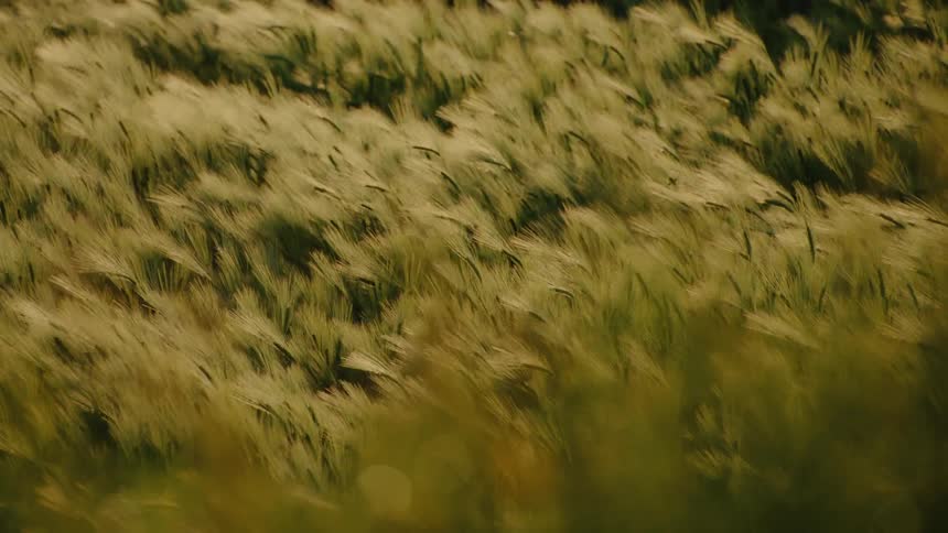 The wind is blowing the wind crops