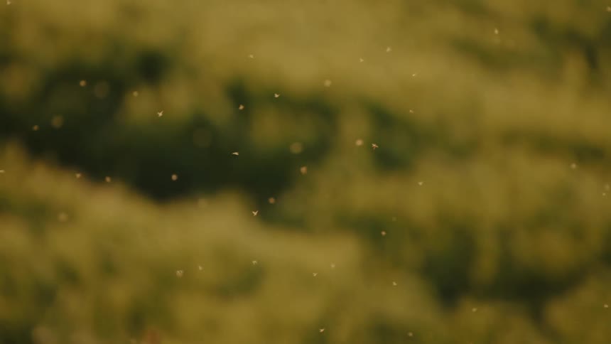 Countless small insects swarm and fly in the warm sunlight over a blurry green field