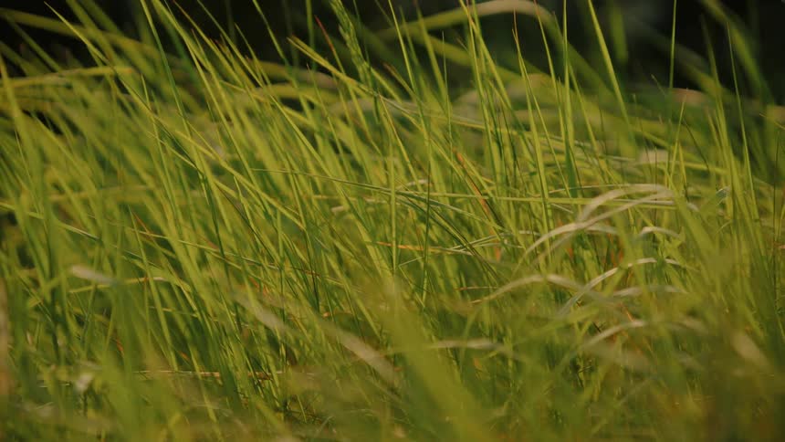 Long blades of green grass sway gently in the wind during a late afternoon with warm sunlight creating a soft atmosphere in a field