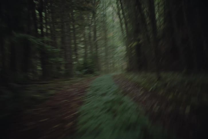 A view of a trail in a forest