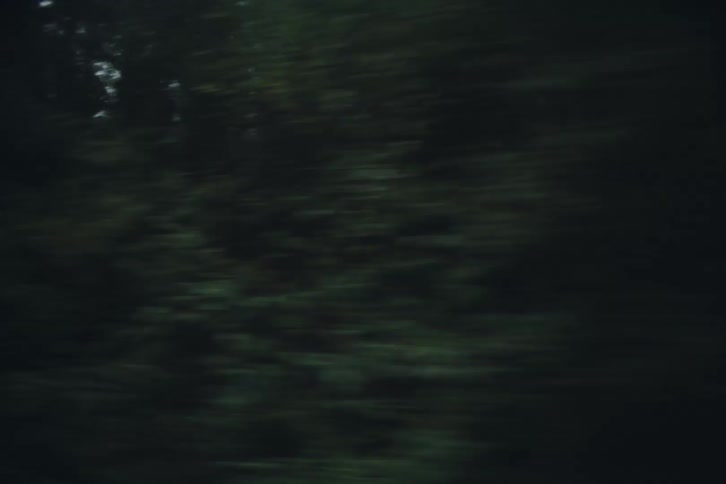 Moving view of a forest