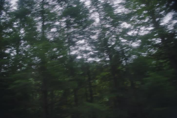 A forest full of trees on a sunny day