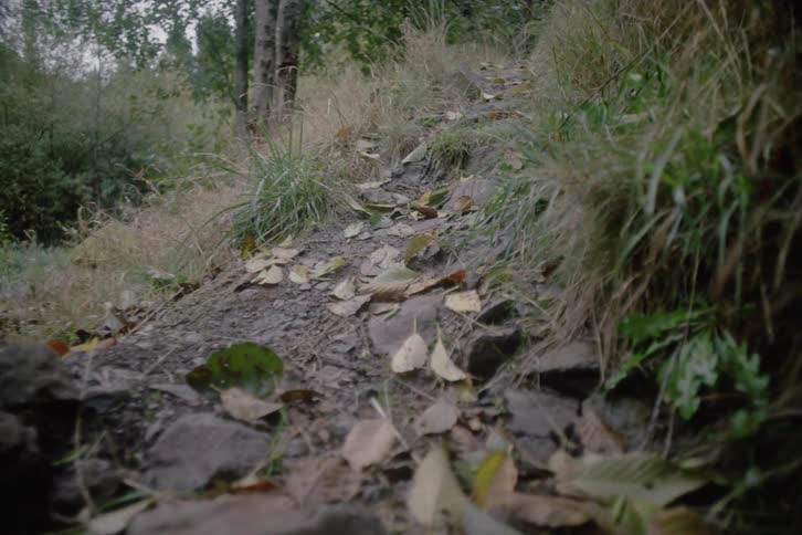 The camera moves low to the ground along a narrow dirt path littered with fallen autumn leavestall dry grass and large mossy rocks line the edges of the trail as it winds through a quiet forest