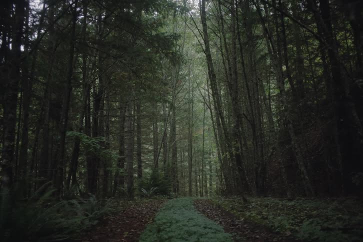 The camera moves steadily forward along a narrow mosscovered path that cuts through a dense and dimly lit foresttall shadowy trees line both sides of the trail their thick canopy overhead filtering the natural light to create a moody and secluded a